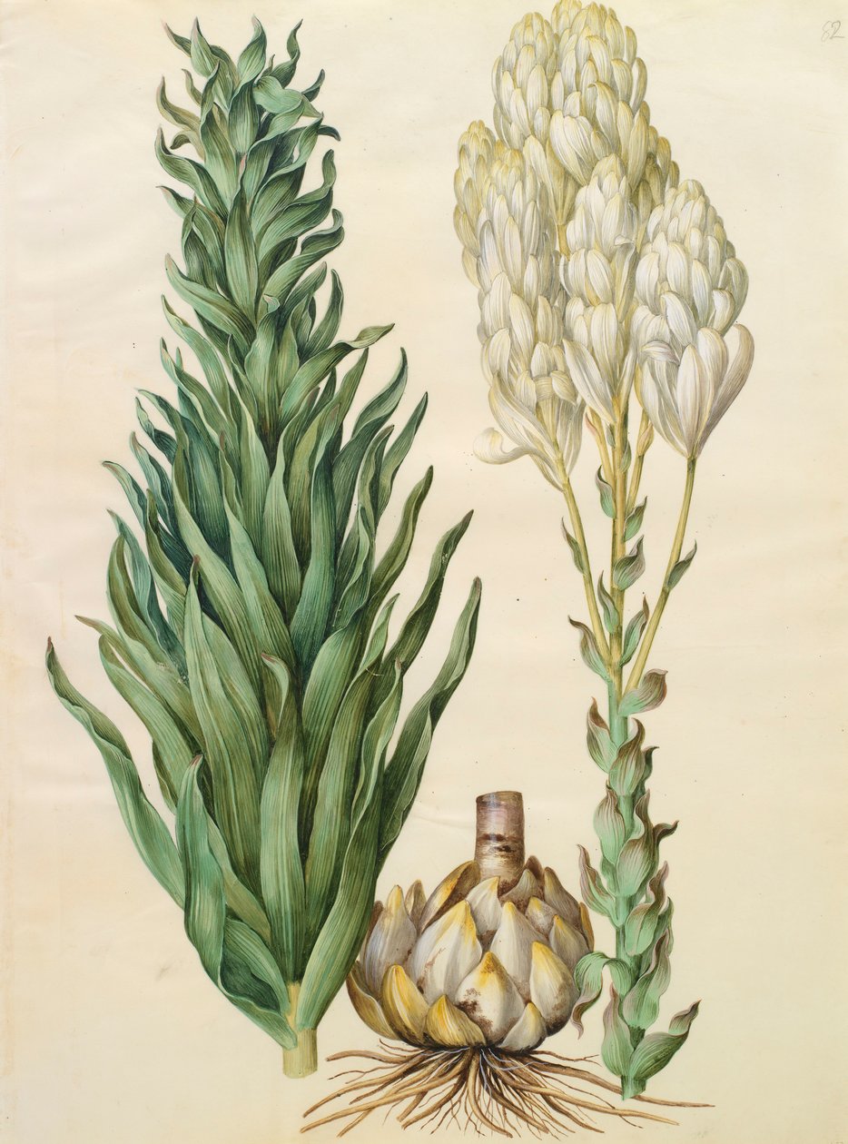 Lilium candidum monstrosum z albumu Gottorfer Codex, ok.1650 (gwasz na pergaminie) autorstwa Hans Simon Holtzbecher