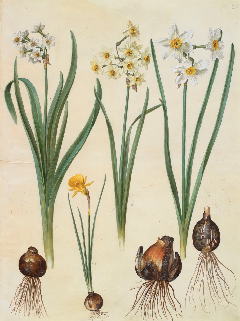 Narcissus tazetta, narcissus orientalis i corbularia bulbocodium z albumu Gottorfer Codex, ok.1650 (gwasz na pergaminie) autorstwa Hans Simon Holtzbecher