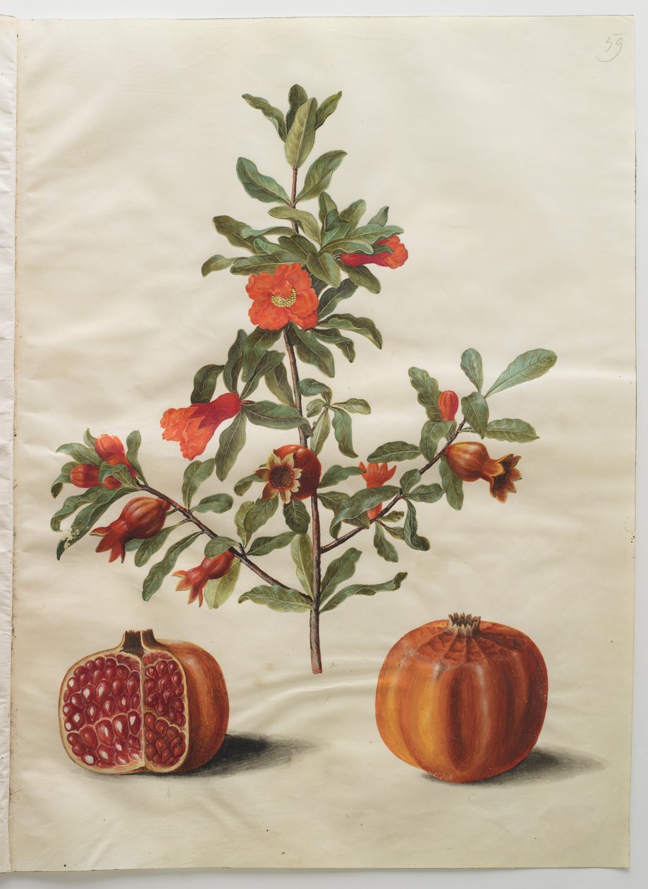 Punica granatum z albumu Gottorfer Codex, ok.1650 (gwasz na pergaminie) autorstwa Hans Simon Holtzbecher