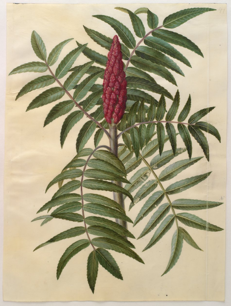 Rhus typhina z albumu Gottorfer Codex, ok.1650 (gwasz na pergaminie) autorstwa Hans Simon Holtzbecher