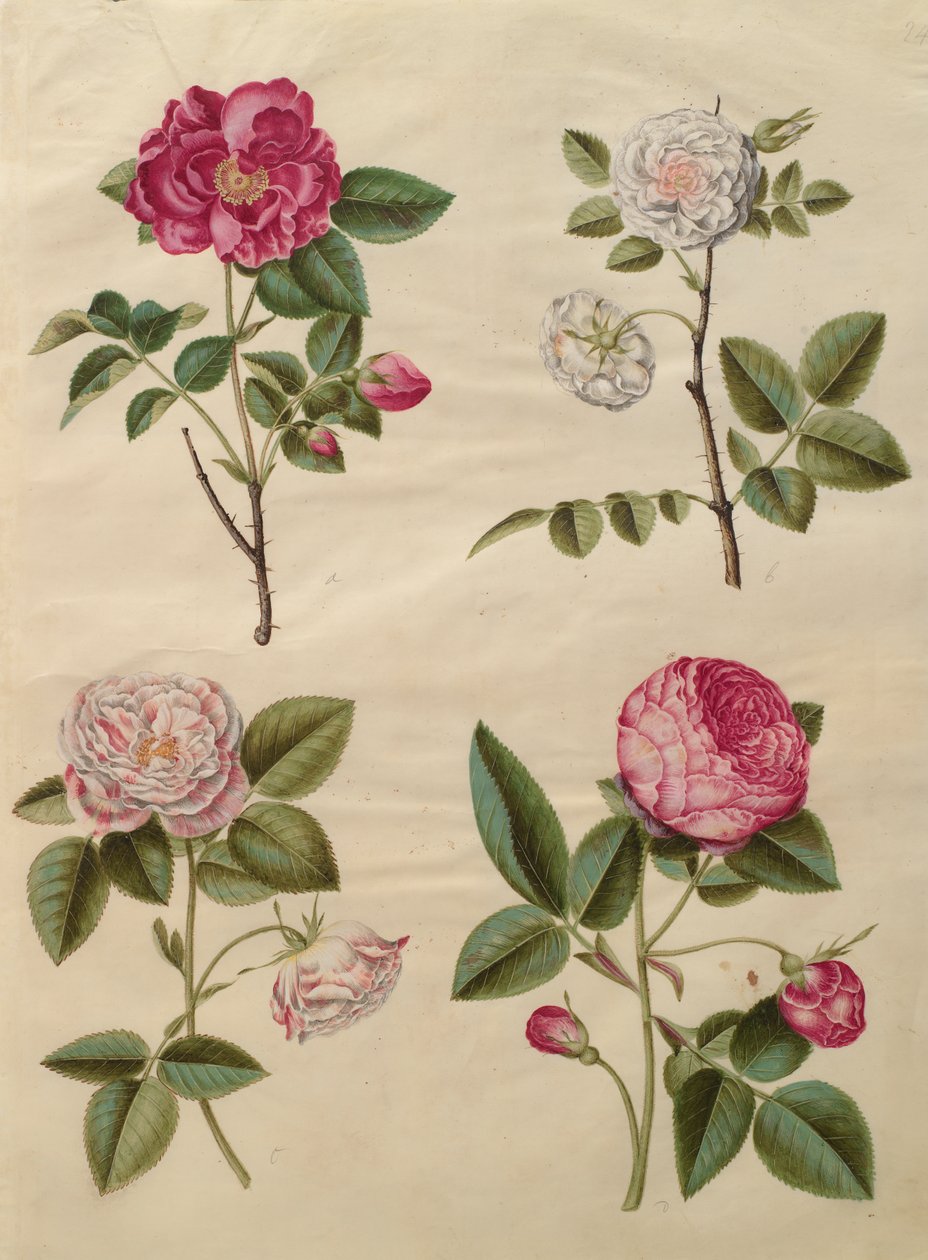 Rosa gallica z albumu Gottorfer Codex, ok.1650 (gwasz na pergaminie) autorstwa Hans Simon Holtzbecher