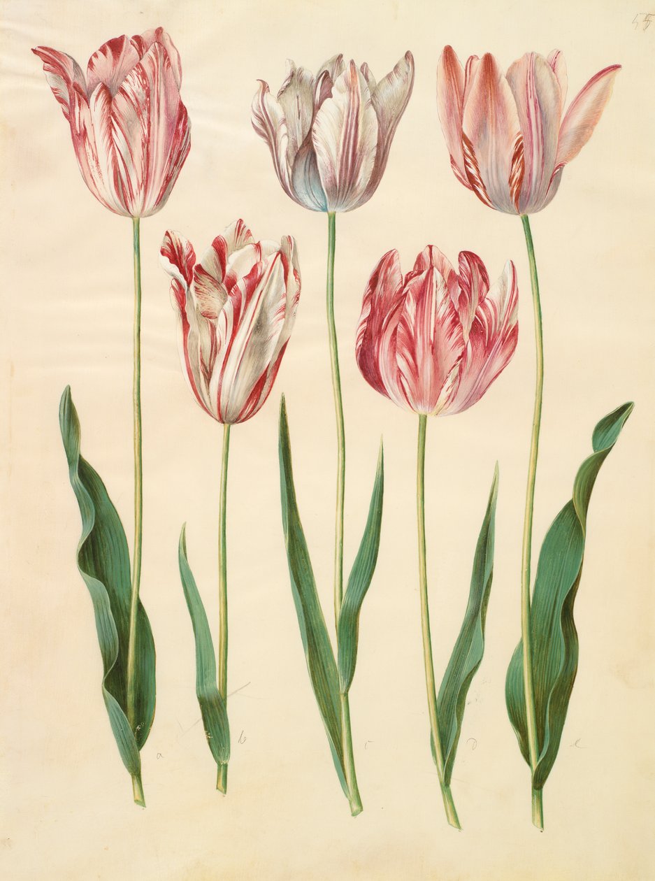 Tulipa gesneriana z albumu Gottorfer Codex, ok.1650 (gwasz na pergaminie) autorstwa Hans Simon Holtzbecher