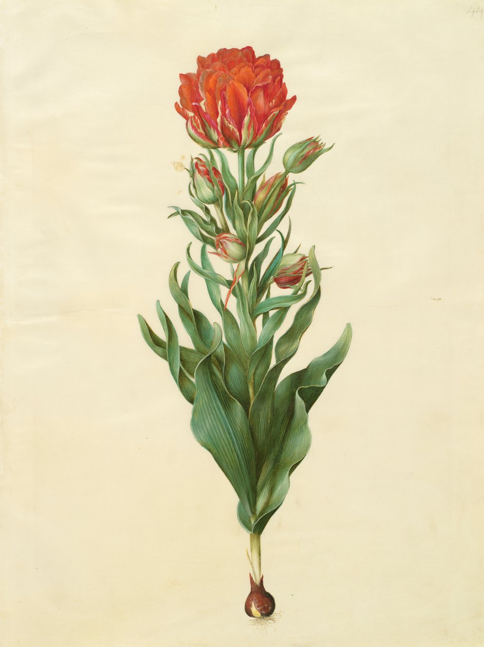 Tulipa gesneriana z albumu Gottorfer Codex, ok.1650 (gwasz na pergaminie) autorstwa Hans Simon Holtzbecher