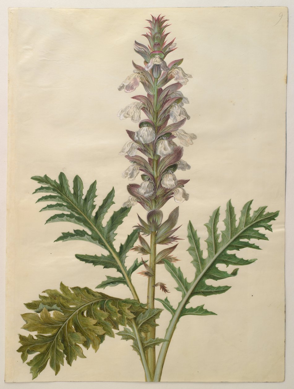 Acanthus mollis autorstwa Hans Simon Holtzbecker