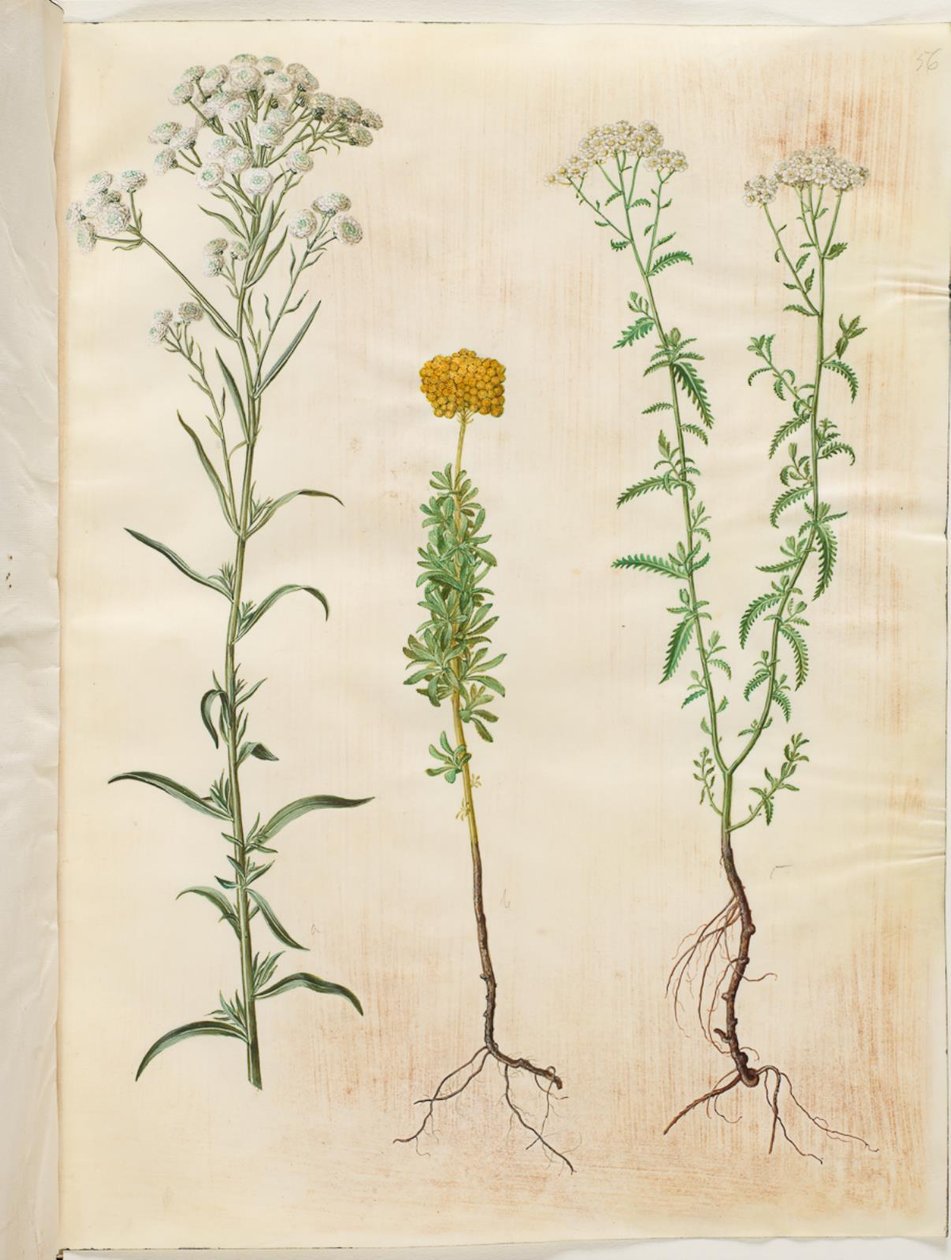 Achillea ptarmica (krwawnik zwyczajny); Achillea ageratum (krwawnik balsamiczny); Achillea millefolium (krwawnik pospolity) autorstwa Hans Simon Holtzbecker