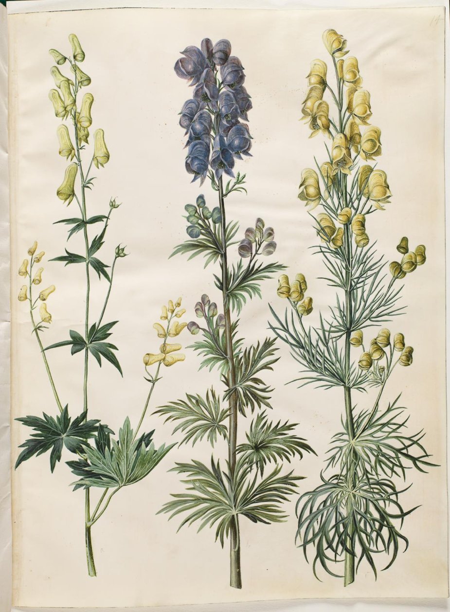 Aconitum lycoctonum (kapelusz nordycki); Aconite napellus (Ægte burzowy kapelusz); Aconite anthora (sztorka płetwowate) autorstwa Hans Simon Holtzbecker