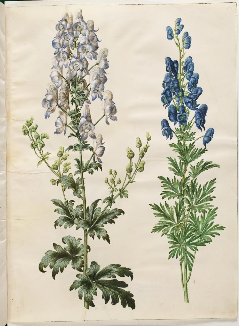 Barwiony akonit (kapelusz burzowy broget); Aconite napellus (ægte stormhat) autorstwa Hans Simon Holtzbecker