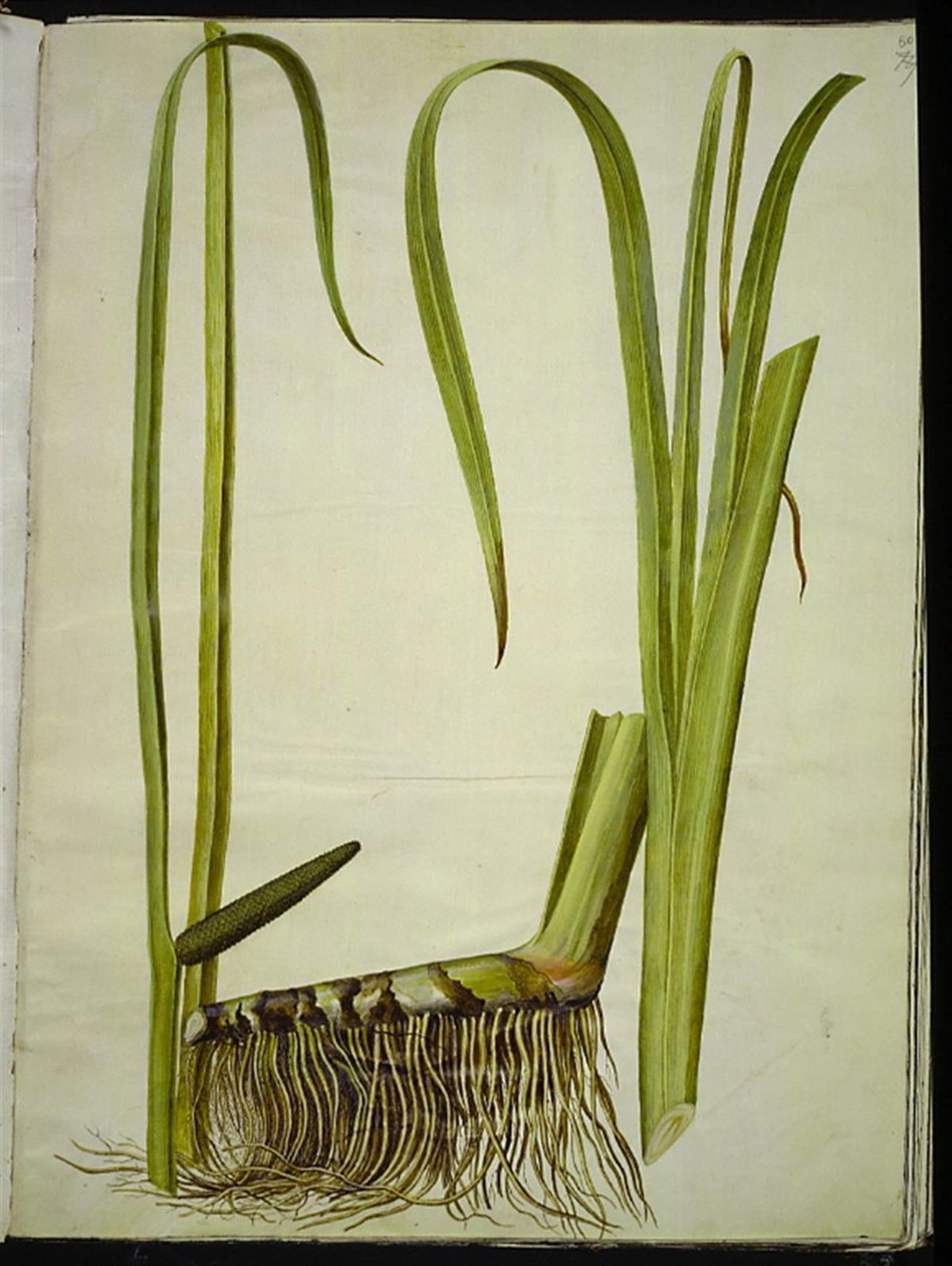 Acorus kalmus (almindelig kalmus) autorstwa Hans Simon Holtzbecker
