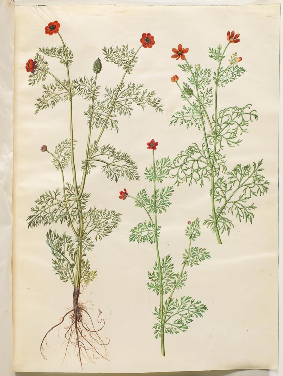 Adonis roczny (høst-adonis); Adonis lato (sommer-adonis) autorstwa Hans Simon Holtzbecker