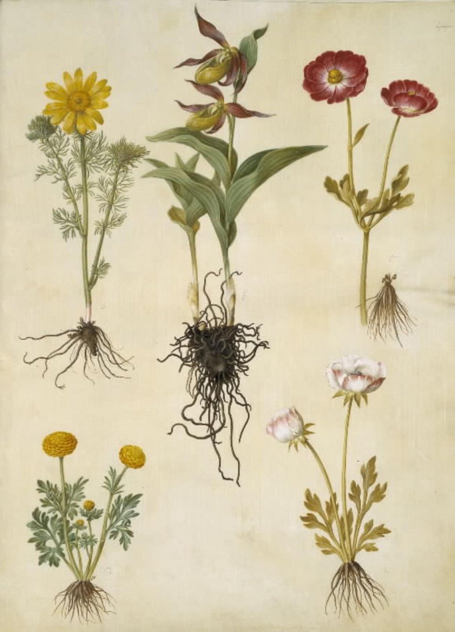 wiosenny Adonis (vår-adonis); Cypripedium calceolus (stor fruesko); Jaskier azjatycki (have-ranunkel); Jaskier (sztuka ranunkel) autorstwa Hans Simon Holtzbecker