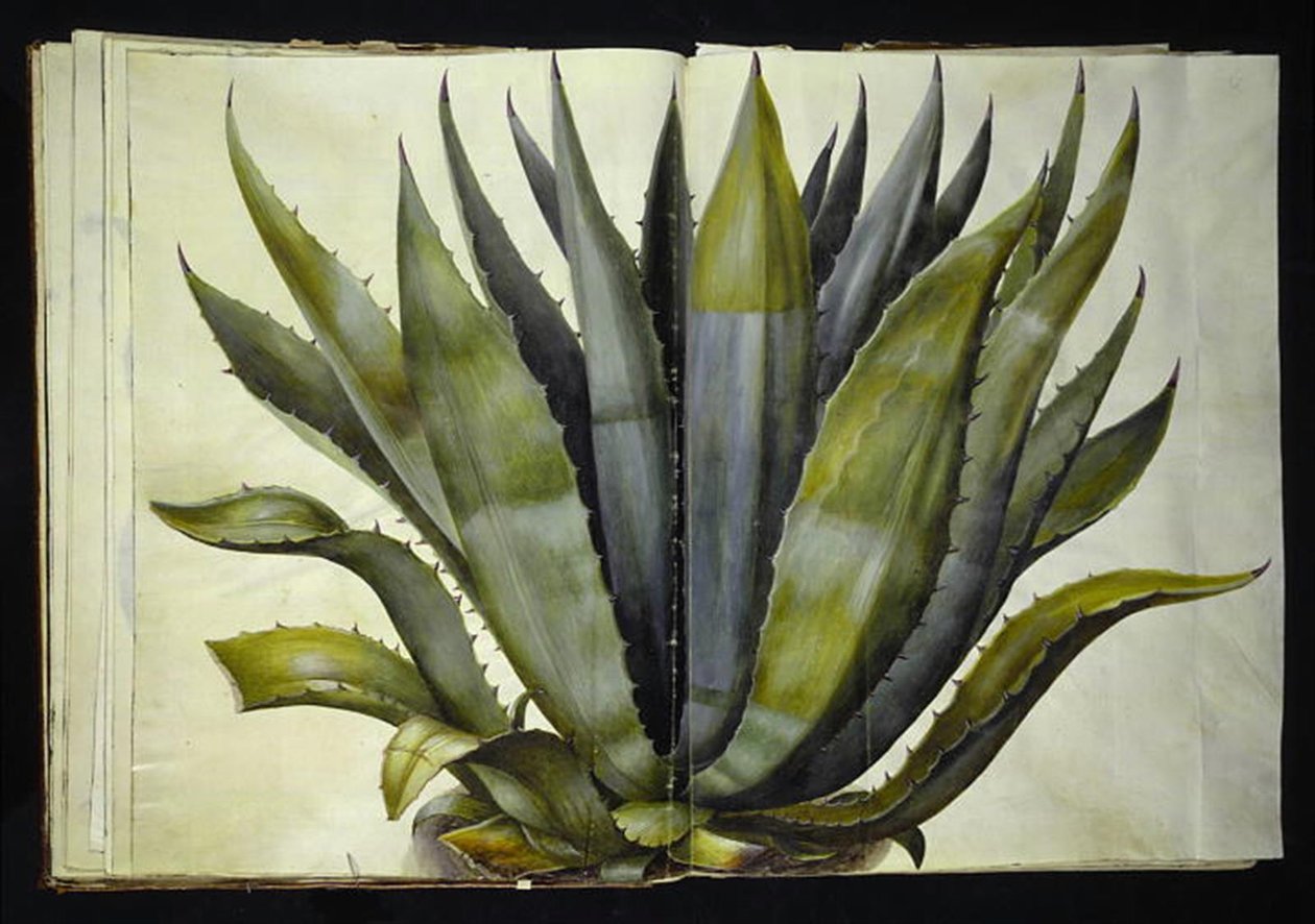 Agawa amerykańska (pospolita agawa) autorstwa Hans Simon Holtzbecker