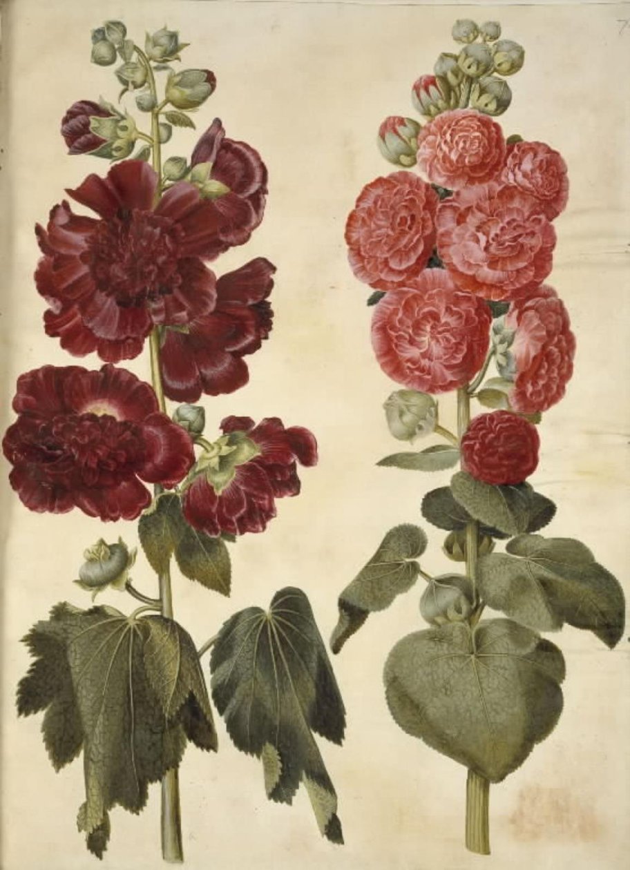 Alcea rosea (miąższ stokroza) autorstwa Hans Simon Holtzbecker