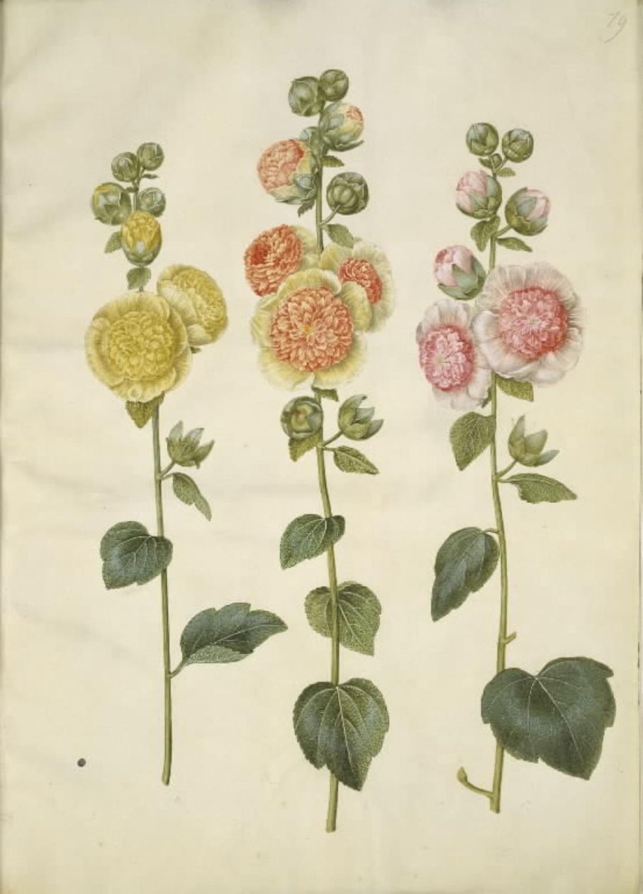 Alcea rosea (mleczna stokroza) autorstwa Hans Simon Holtzbecker