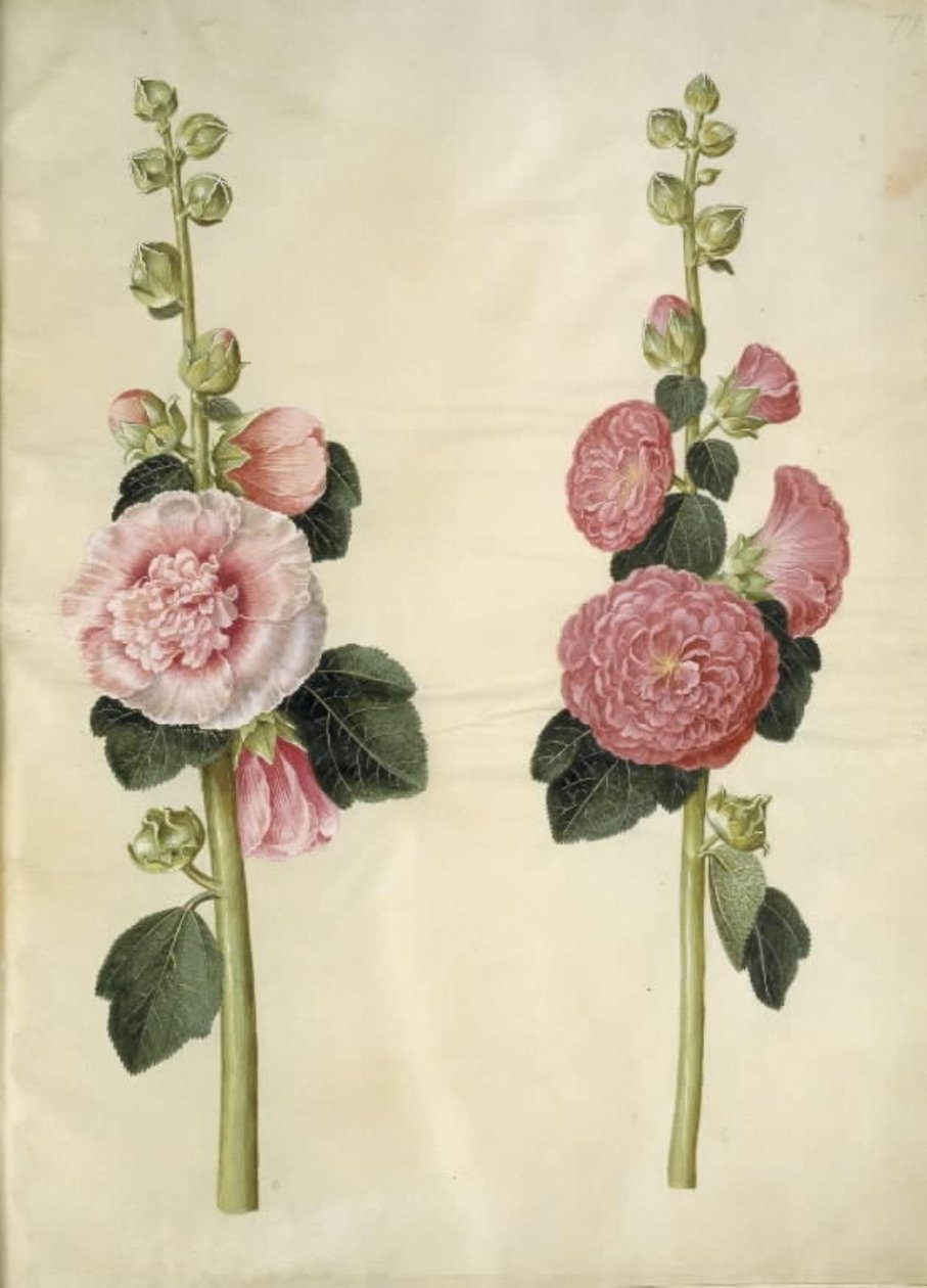 Alcea rosea (mleczna stokroza) autorstwa Hans Simon Holtzbecker