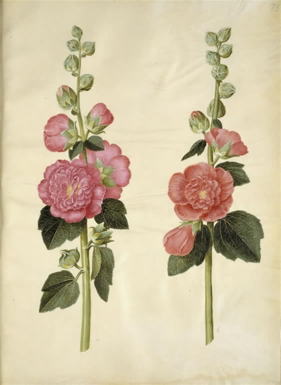 Alcea rosea (mleczna stokroza) autorstwa Hans Simon Holtzbecker