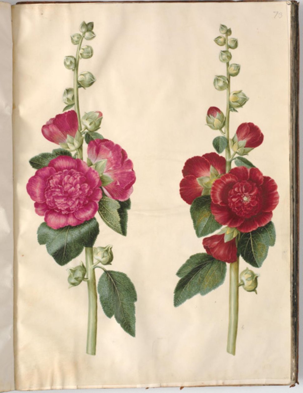 Alcea rosea (mleczna stokroza) autorstwa Hans Simon Holtzbecker