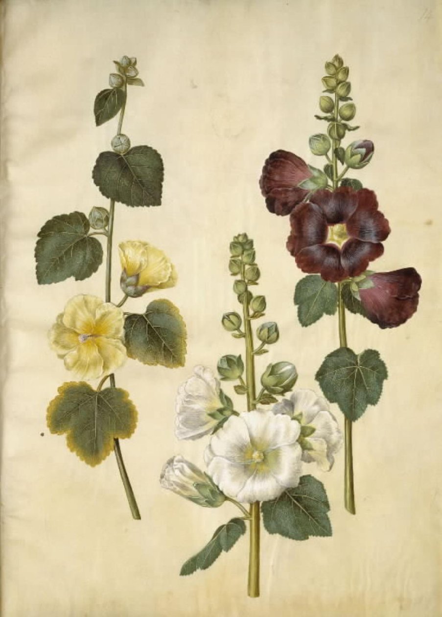 Alcea rosea (miąższ stokroza) autorstwa Hans Simon Holtzbecker