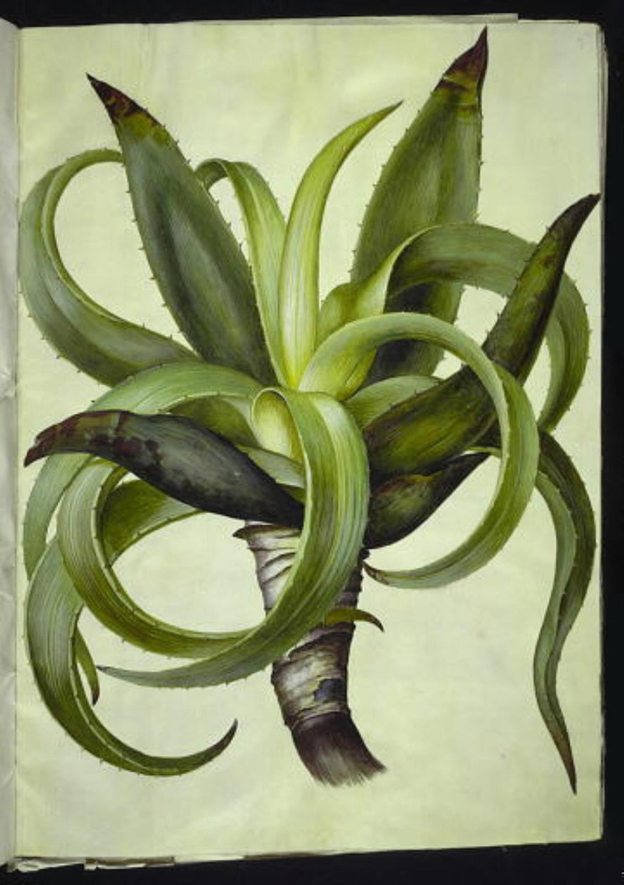 Aloes (aloes) autorstwa Hans Simon Holtzbecker