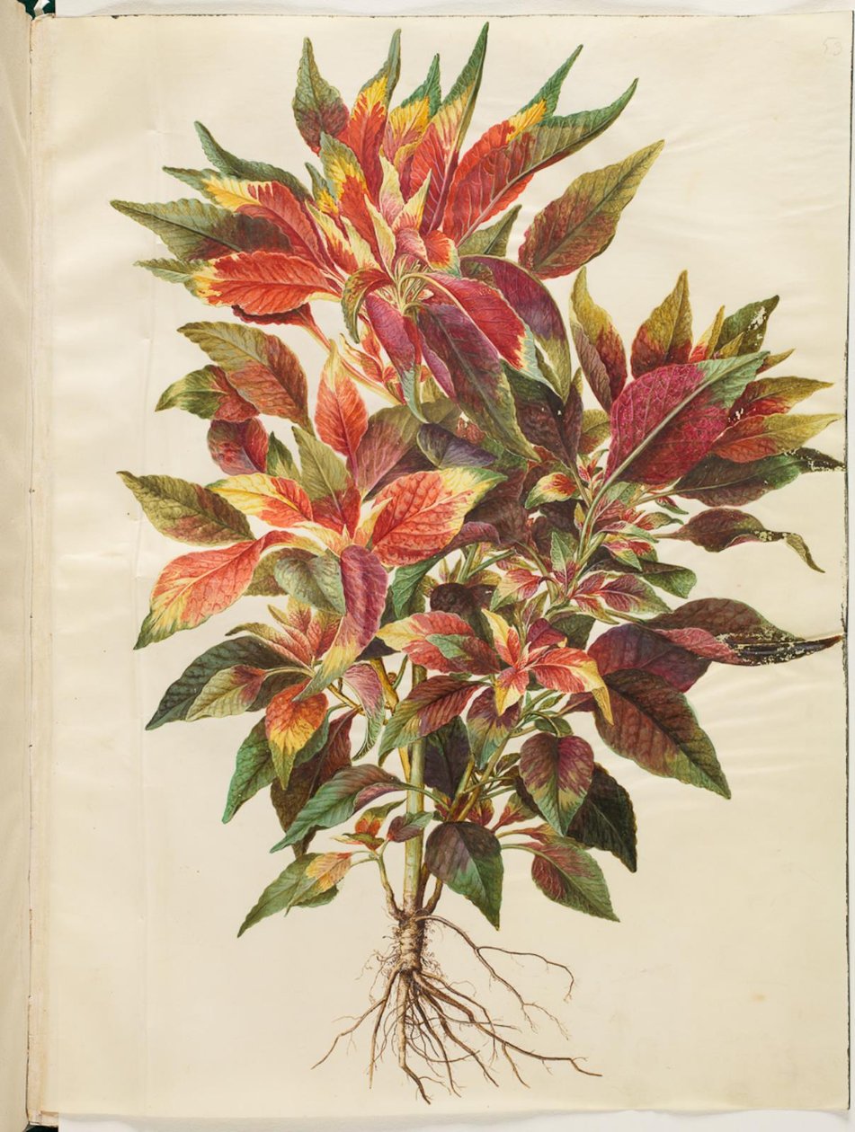 Amaranthus tricolor (papuga amarantus) autorstwa Hans Simon Holtzbecker