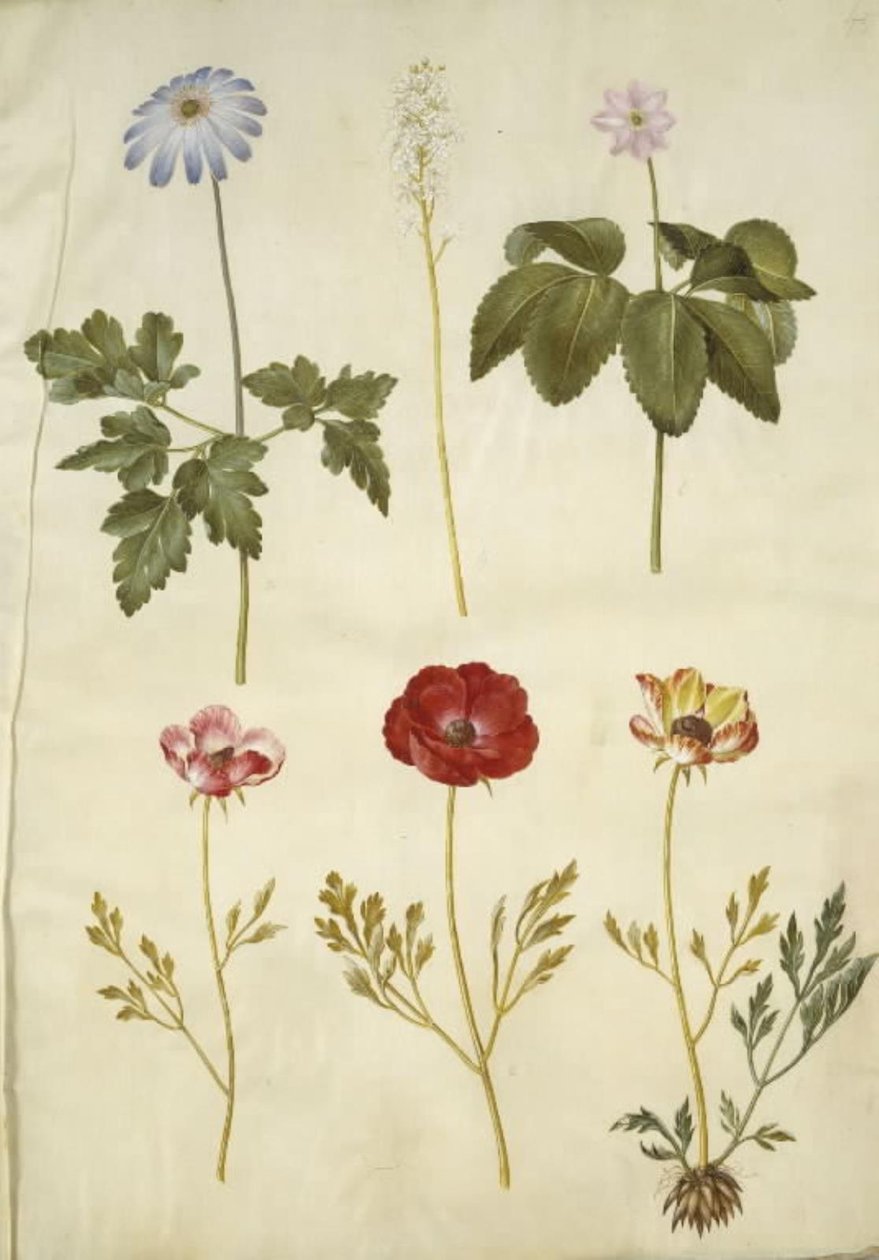 Zawilec apeninowy (zawilec z Apeninów); Tiarella cordifolia (powszechny kwiat piankowy); Anemone trifolia (potrójny anemon); Ranunculus asiaticus (jaskier ogrodowy) autorstwa Hans Simon Holtzbecker