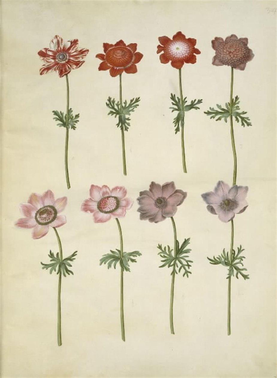 Anemon coronaria (franski zawilec) autorstwa Hans Simon Holtzbecker