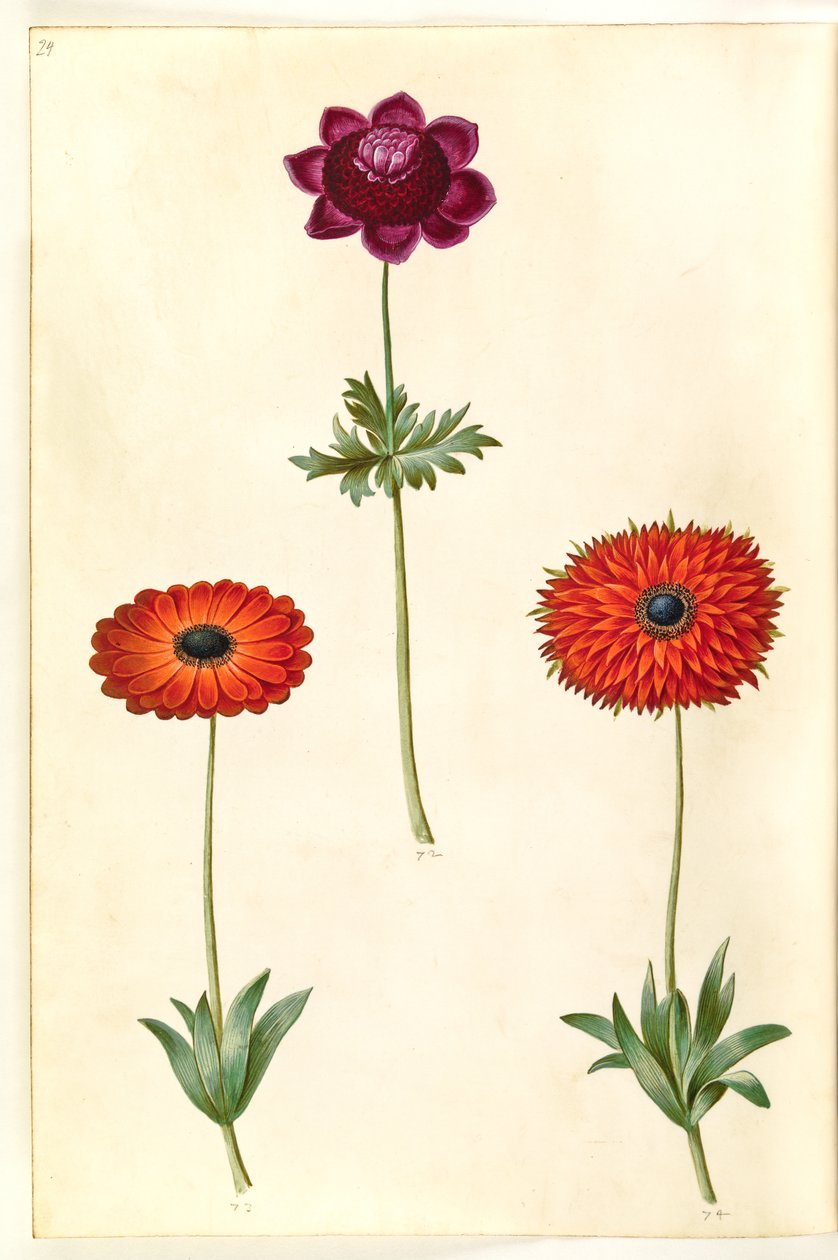 Anemon coronaria (francuski anemon); Zawilec ×fulgens (błyszczący zawilec) autorstwa Hans Simon Holtzbecker