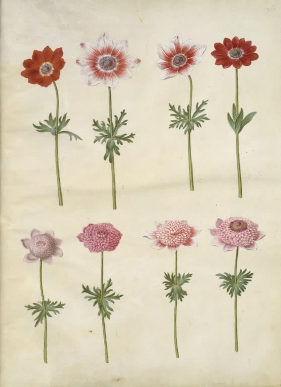 Anemone coronaria L. (ukwiał francuski); Anemon pavonina (zawilec paw) autorstwa Hans Simon Holtzbecker