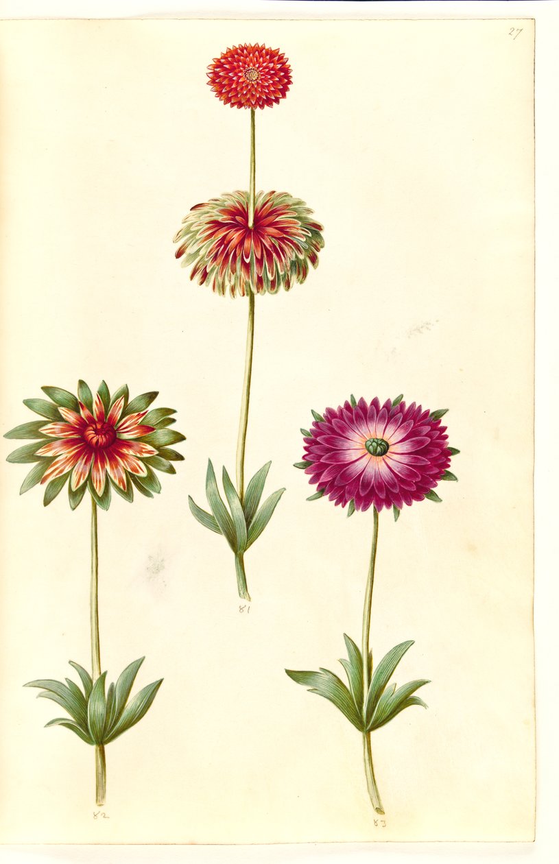 Zawilec ×fulgens (błyszczący zawilec) autorstwa Hans Simon Holtzbecker