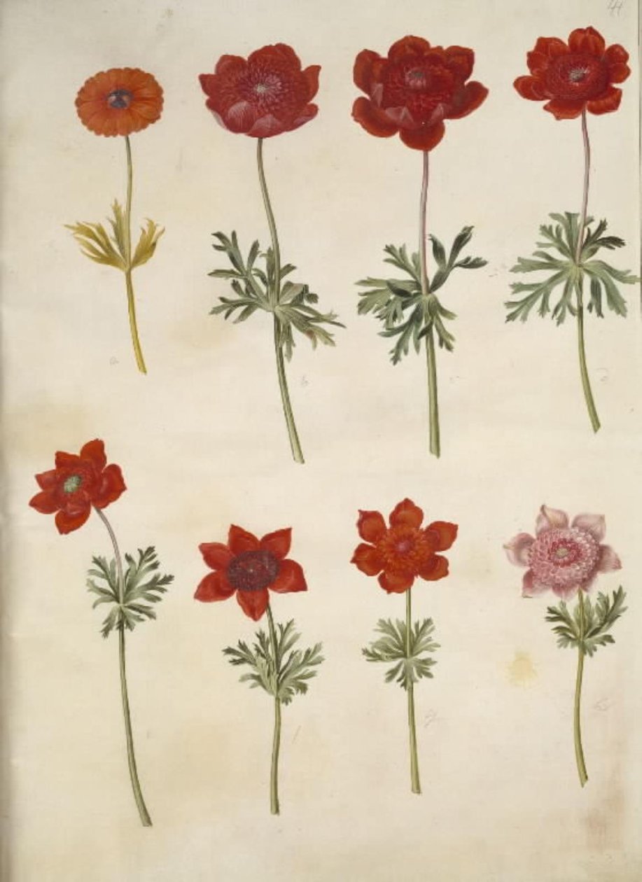 Zawilec ×fulgens (błyszczący zawilec); Anemon coronaria (francuski anemon) autorstwa Hans Simon Holtzbecker