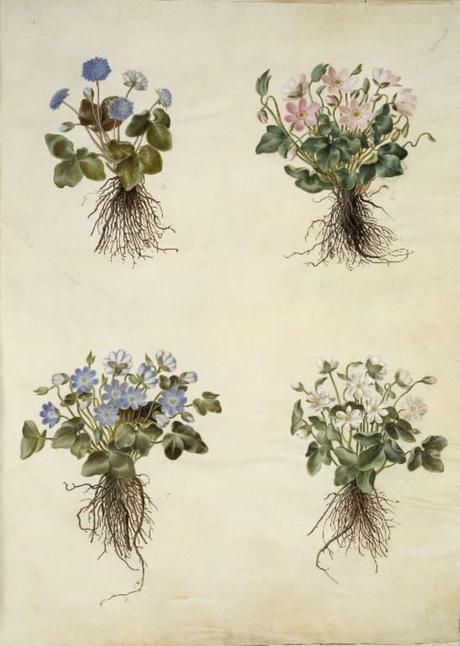 Anemone hepatica (niebieski zawilec) autorstwa Hans Simon Holtzbecker