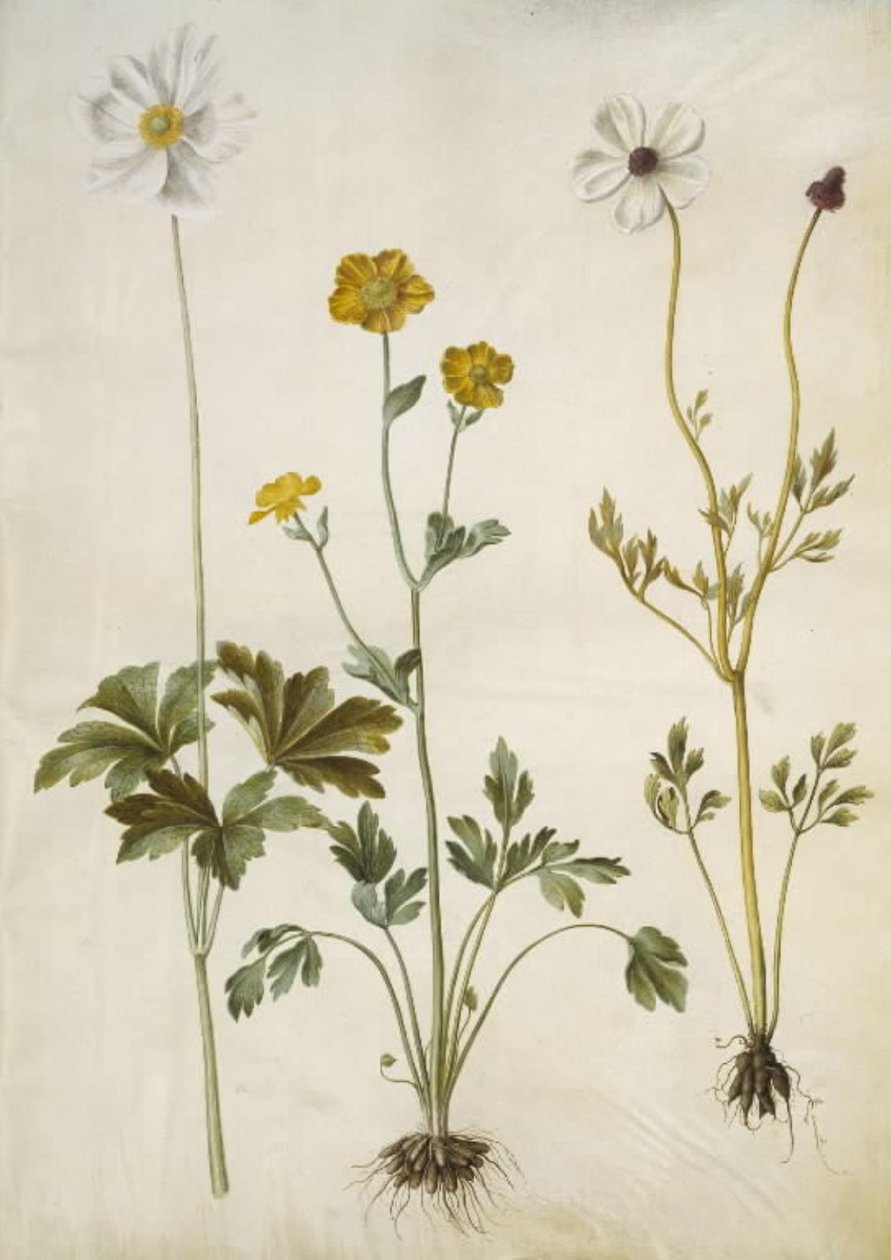 Anemone sylvestris (zawilec letni); Ranunculus monspeliacus (jaskier jedwabny); Ranunculus asiaticus (jaskier ogrodowy) autorstwa Hans Simon Holtzbecker