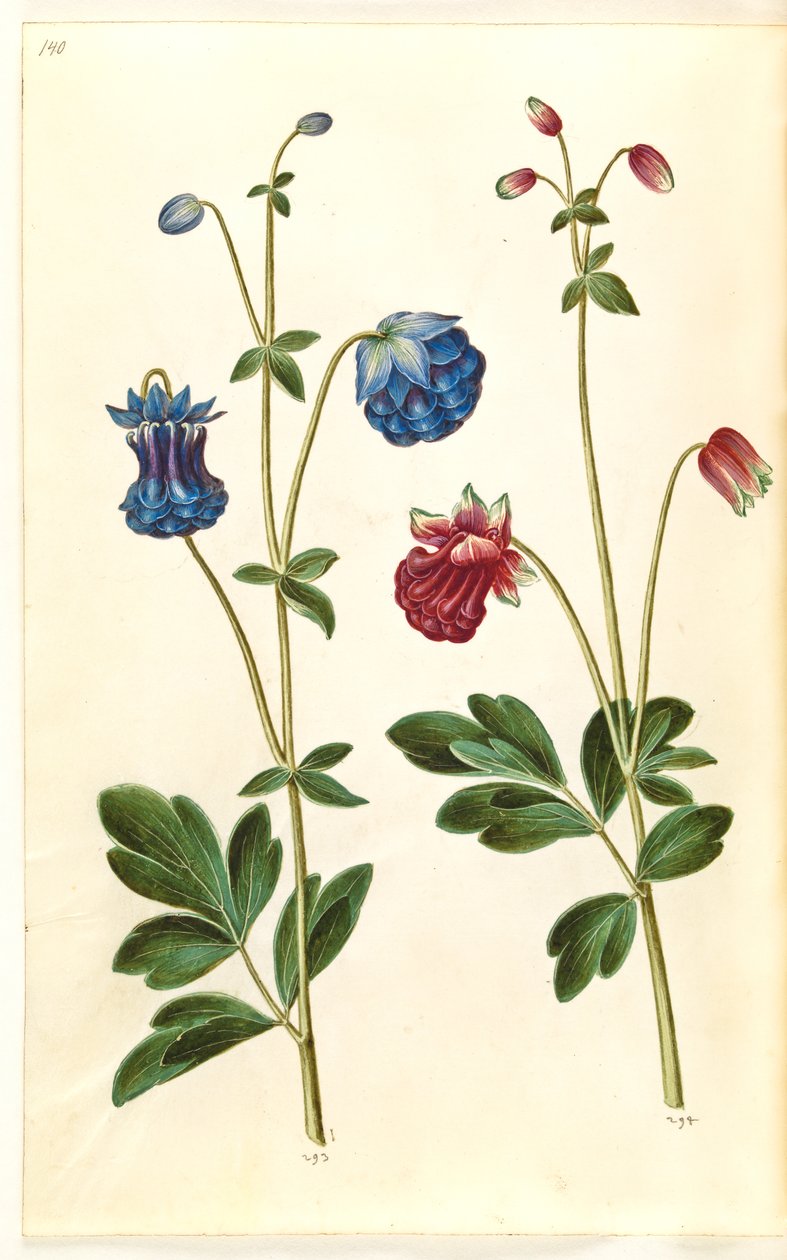Aquilegia vulgaris (pospolity orlik) autorstwa Hans Simon Holtzbecker