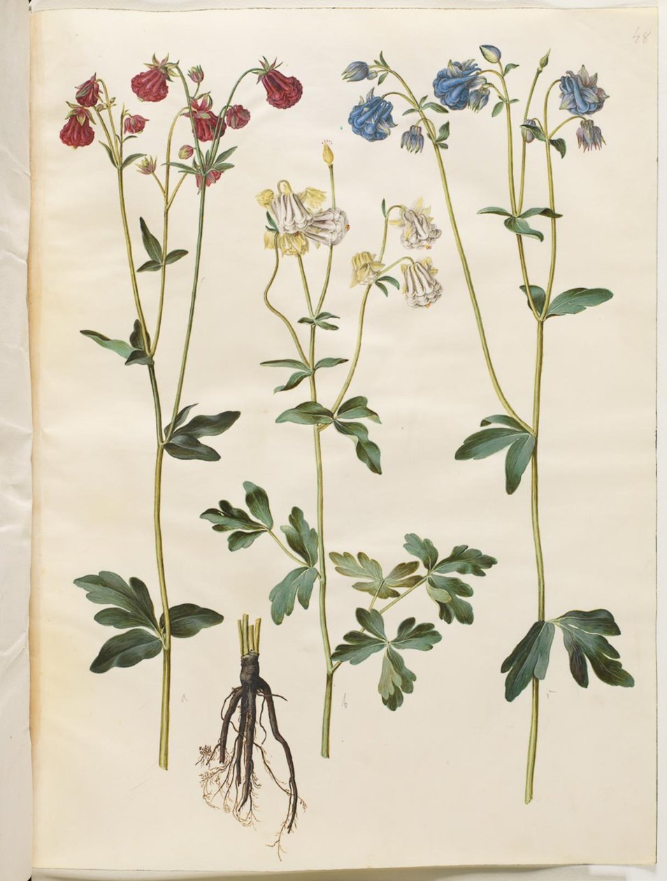 Aquilegia vulgaris (pospolity orlik) autorstwa Hans Simon Holtzbecker
