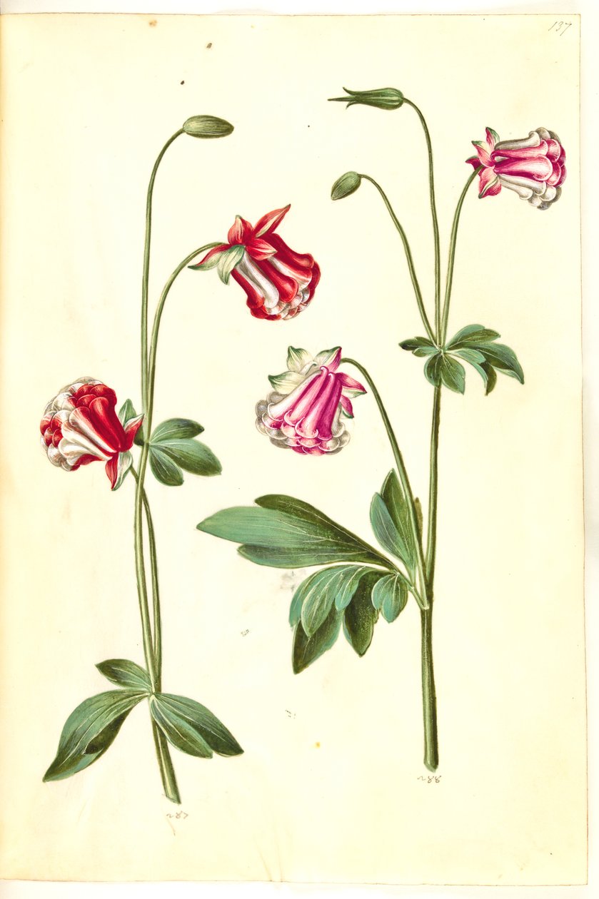 Aquilegia vulgaris (pospolity orlik) autorstwa Hans Simon Holtzbecker