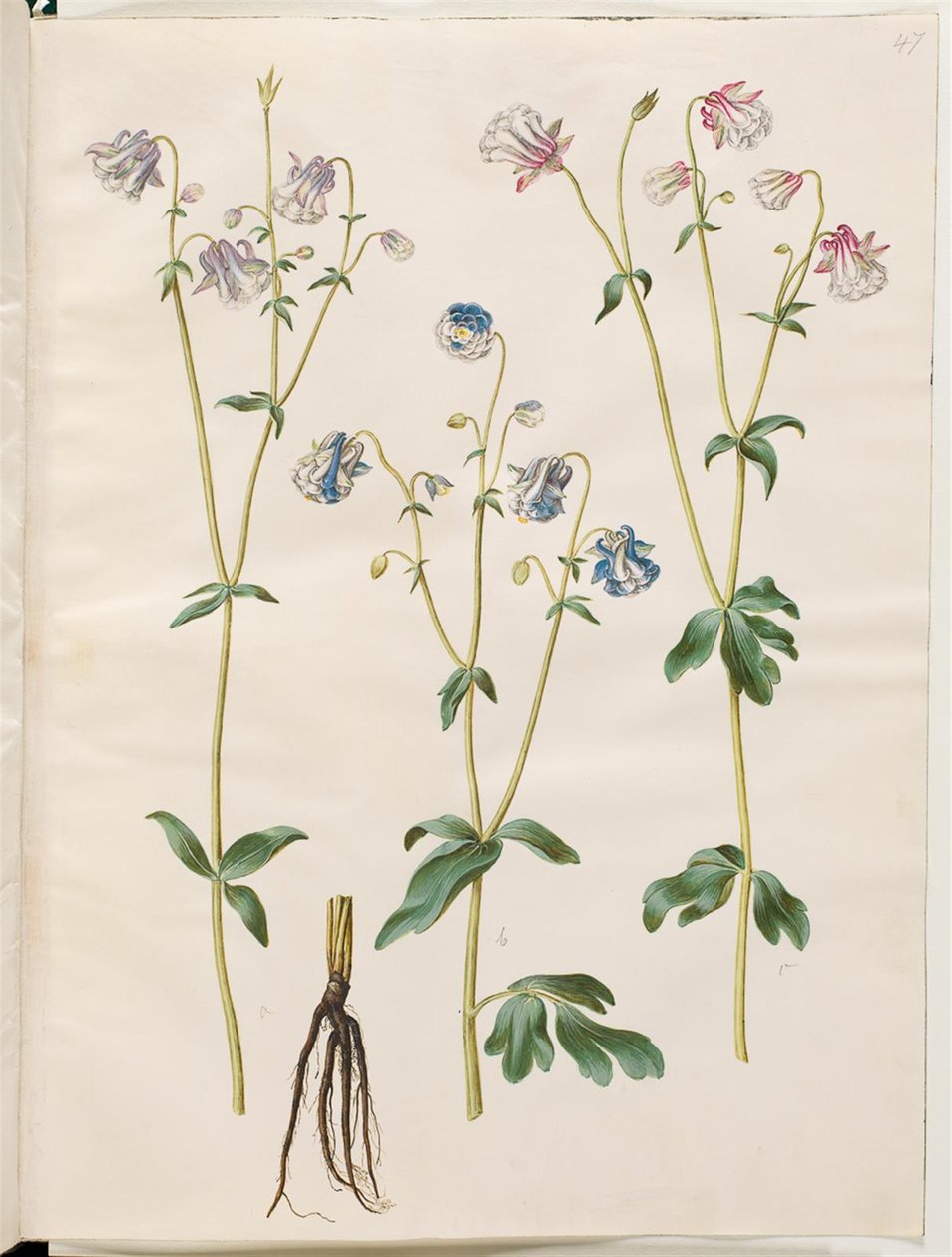Aquilegia vulgaris (pospolity orlik) autorstwa Hans Simon Holtzbecker