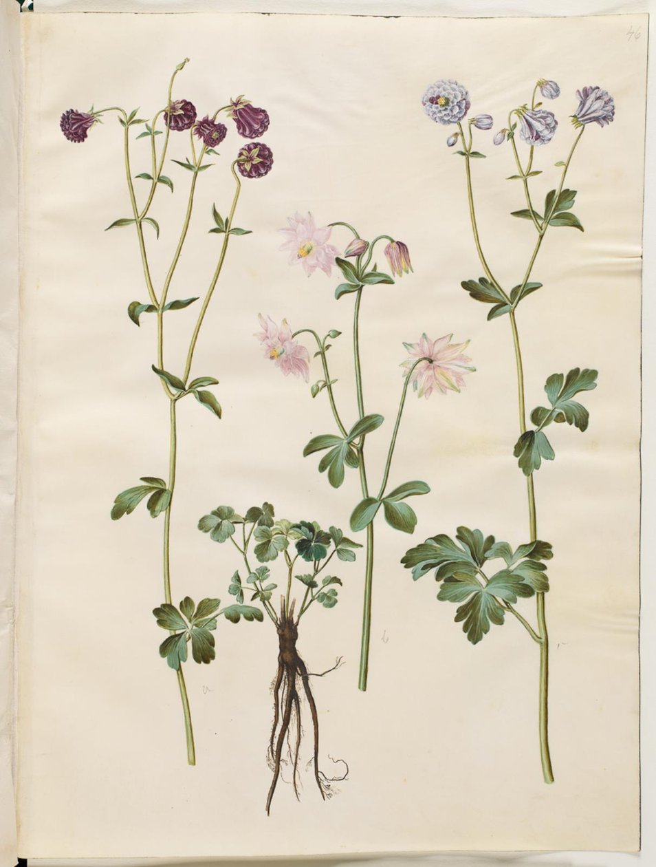 Aquilegia vulgaris (pospolity orlik) autorstwa Hans Simon Holtzbecker