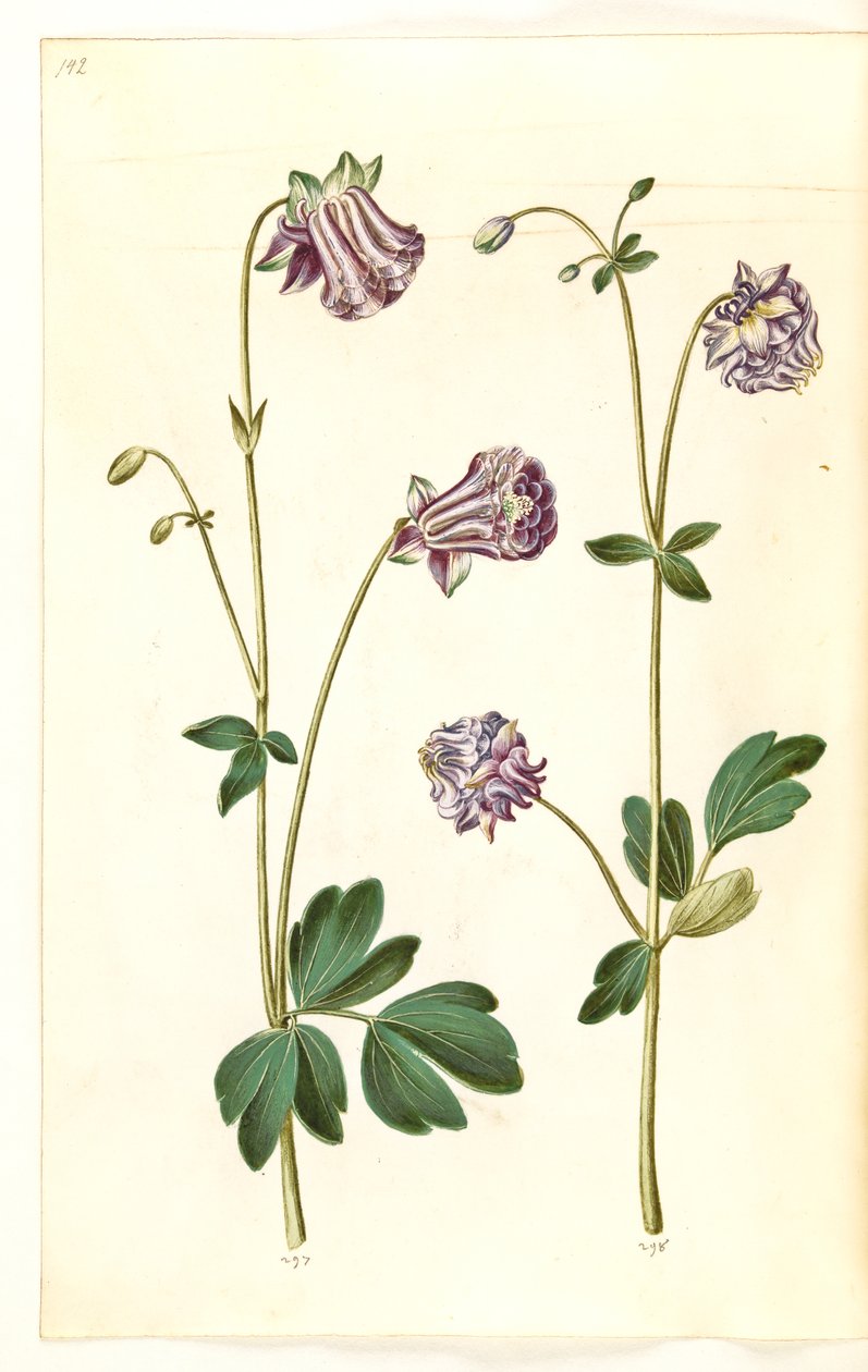Aquilegia vulgaris (pospolity orlik) autorstwa Hans Simon Holtzbecker