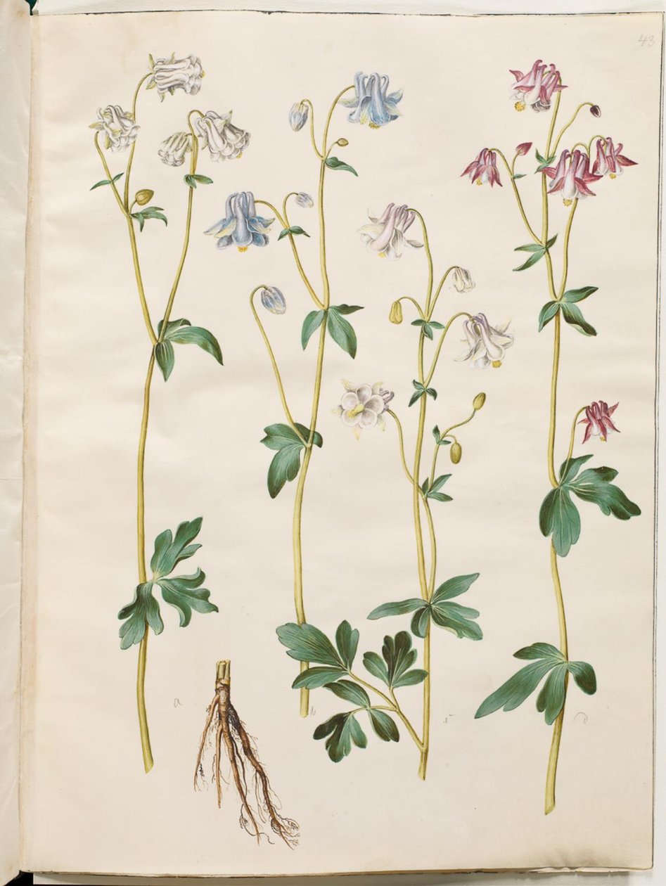 Aquilegia vulgaris (pospolity orlik) autorstwa Hans Simon Holtzbecker