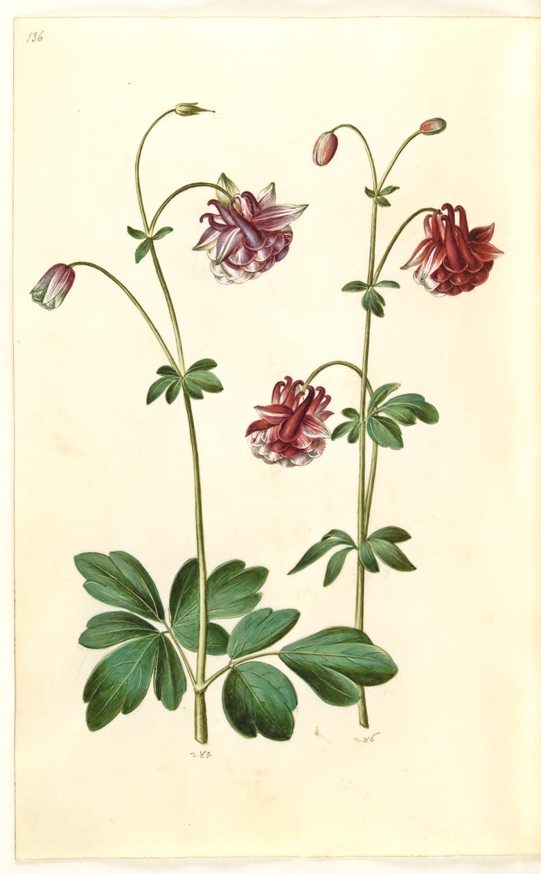 Aquilegia vulgaris (pospolity orlik) autorstwa Hans Simon Holtzbecker