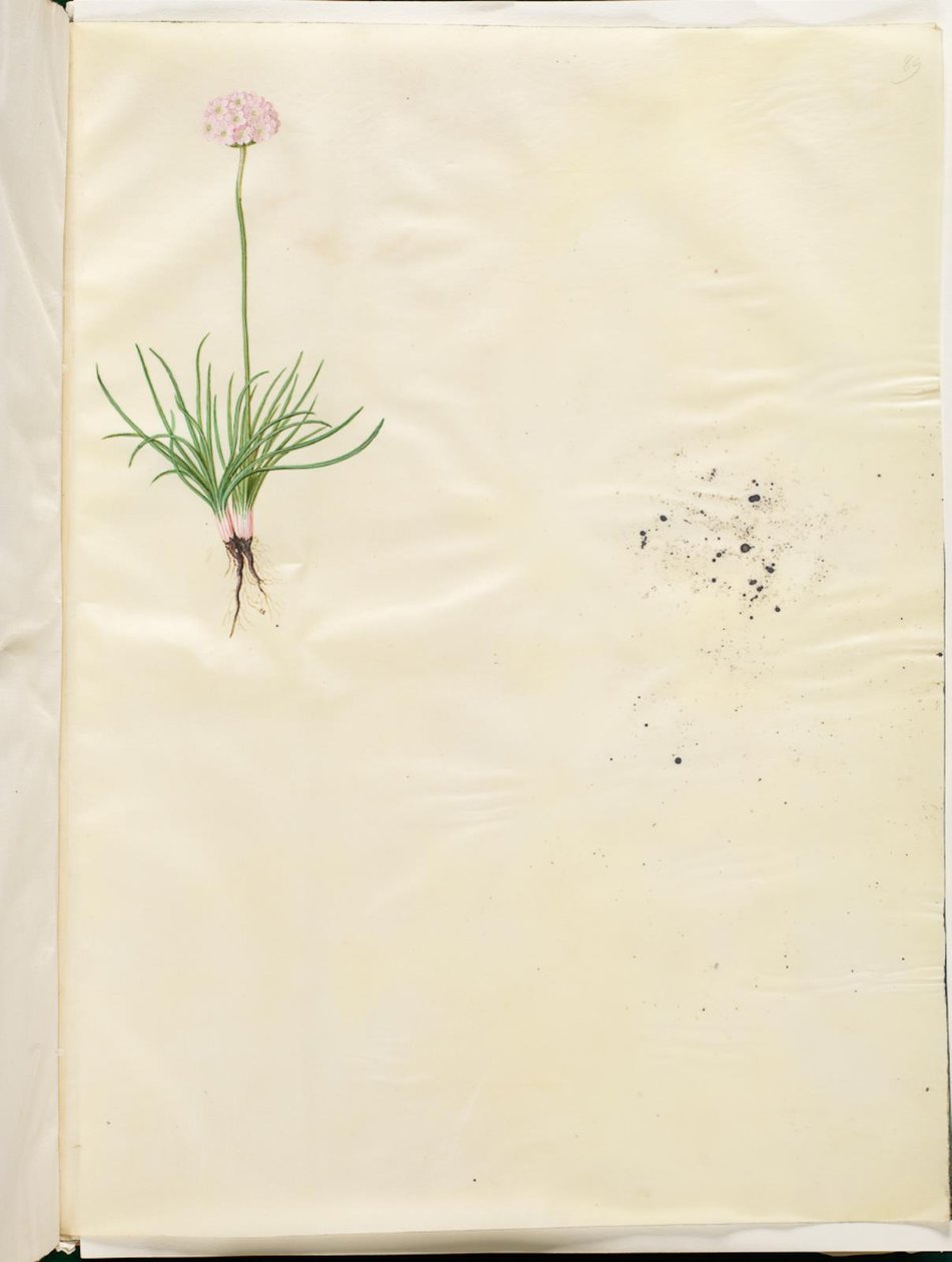 Armeria maritima (pospolita angielska trawa) autorstwa Hans Simon Holtzbecker