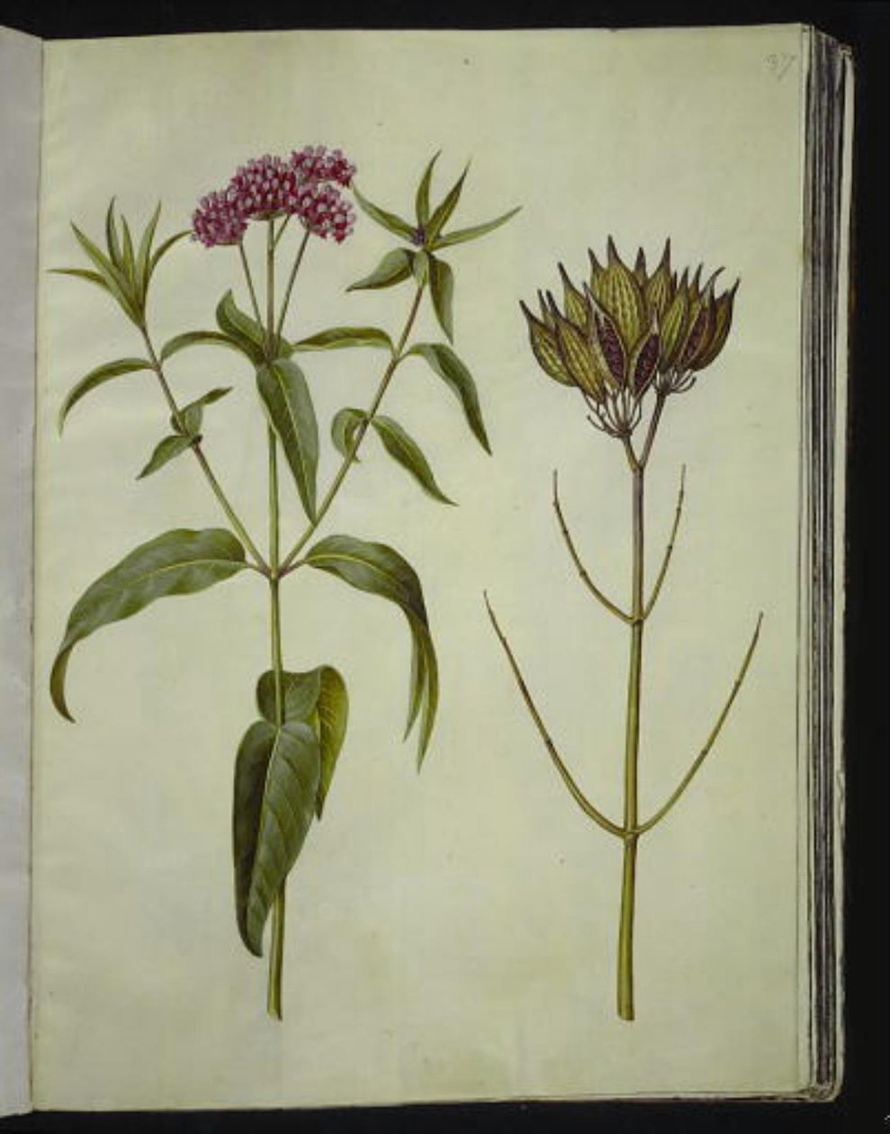 Asclepias incarnata (róża-silkeplante) autorstwa Hans Simon Holtzbecker