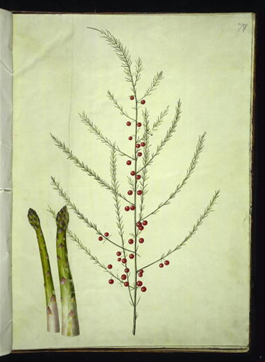 Szparagi lekarskie (szparagi zwyczajne) autorstwa Hans Simon Holtzbecker