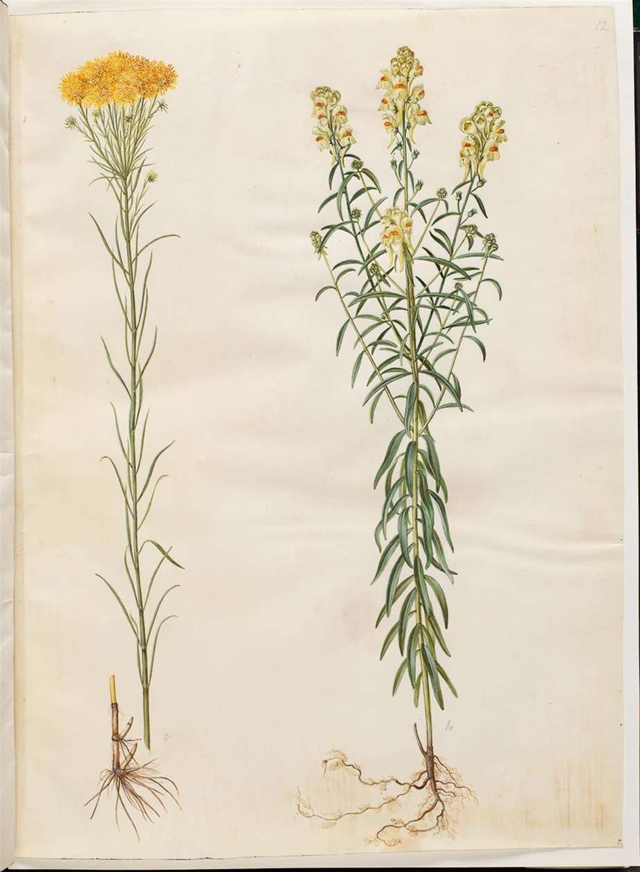 Aster linozyris (astry złotowłose); Linaria vulgaris (dorsz pospolity) autorstwa Hans Simon Holtzbecker
