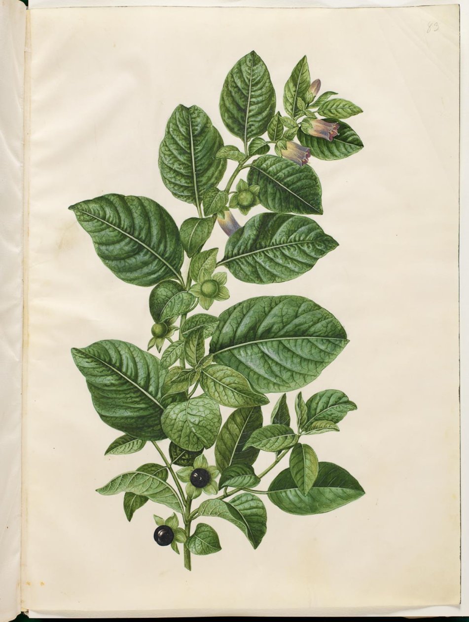 Atropa belladonna (miodowa) autorstwa Hans Simon Holtzbecker