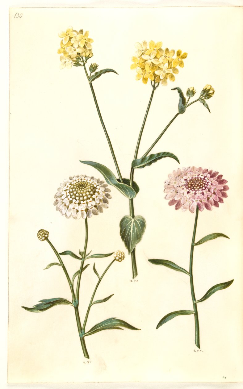 Brassica napus (rzepak); Iberis amara (kwiat gorzkiej kokardki) autorstwa Hans Simon Holtzbecker