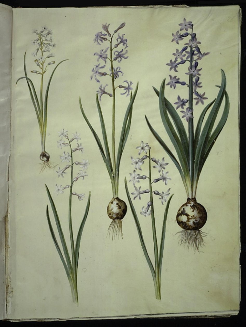Brimeura amethystina (niebieski pirenejski); Hiacynt orientalny (hiacynt almindelig) autorstwa Hans Simon Holtzbecker