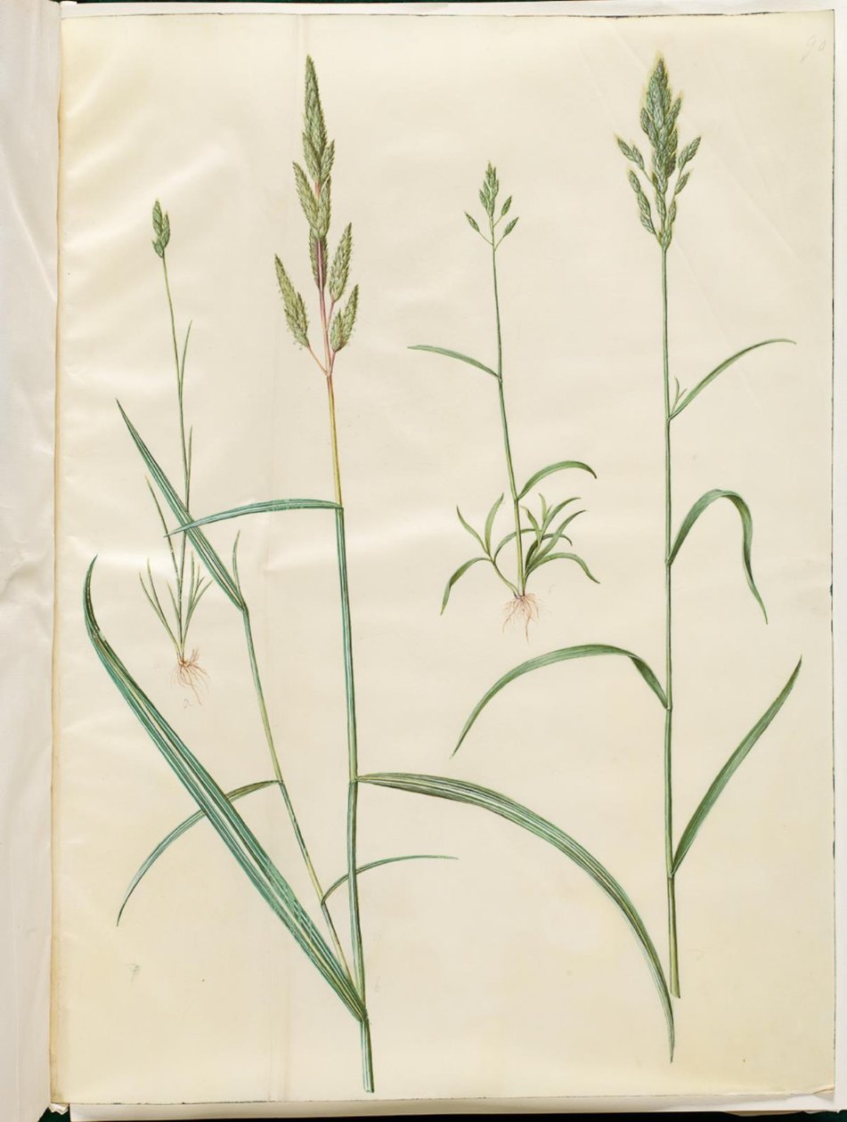 jęczmień bromus (blod hejre); Phalaris arundinacea autorstwa Hans Simon Holtzbecker
