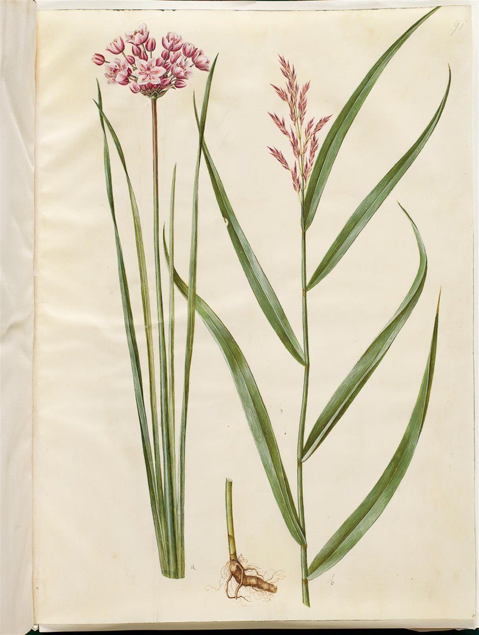 Butomus umbellatus (świeca panny młodej); Phragmites australis (trzcina pospolita) autorstwa Hans Simon Holtzbecker