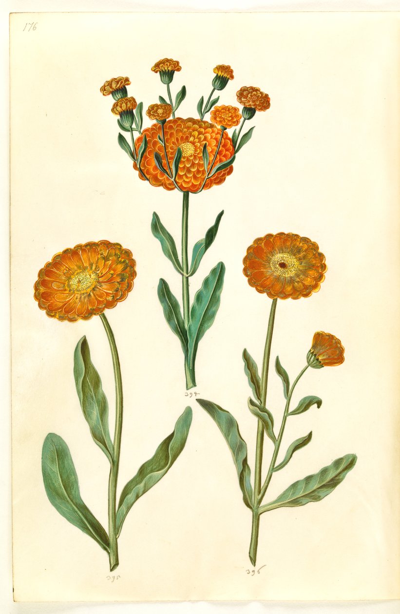 Calendula officinalis (nagietek ogrodowy) autorstwa Hans Simon Holtzbecker
