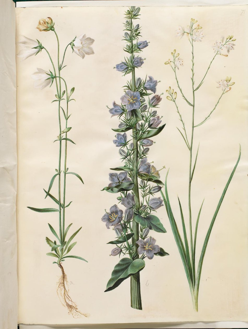 Campanula persicifolia (kloke o małym ostrzu); Dzwon piramidalny (piramide-klokke); Anthericum ramosum (grenet edderkopurt) autorstwa Hans Simon Holtzbecker